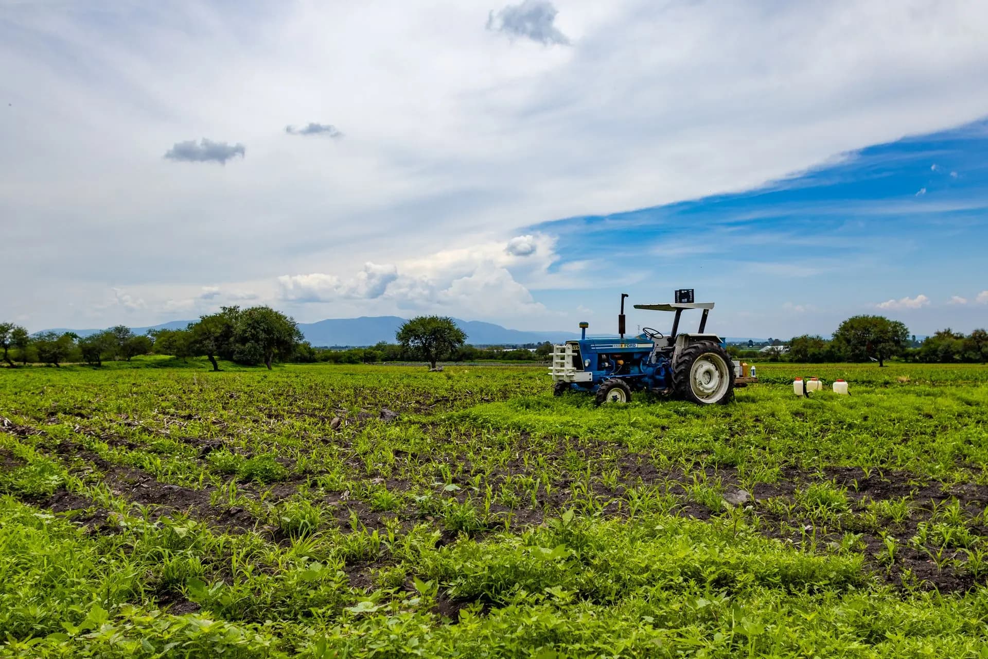 A tractor in a green Indian farm field where Madhavji spices are grown